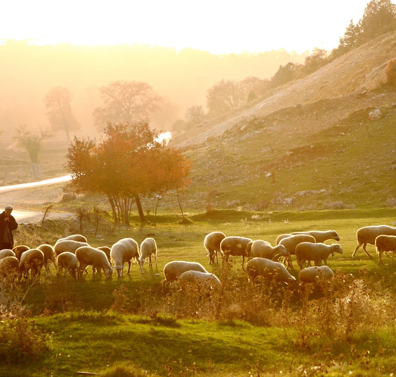 A shepherd leading sheep across a field at sunset